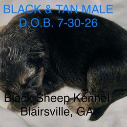 Pinot - Black and tan male German Shepherd puppy in Blairsville, Georgia from Black Sheep German Shepherds