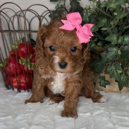 Jordanelle - Pink Collar - Red female Cavapoo puppy in South Jordan, Utah from Simply Sweet Paws. LLC