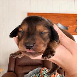 Marshall - Red male Dachshund puppy in Goldthwaite, Texas from Mini Mama Dachshunds
