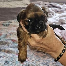 Ivy - Liver female Shih Tzu puppy in Middleburg, Florida from Furby Shih Tzu Family & Friends