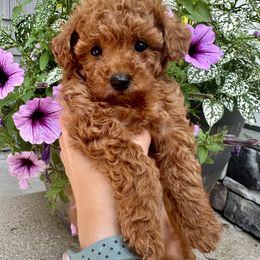 Dark Red Girl - Red  female Poodle puppy in Kalamazoo, Michigan from Creekside Ranch