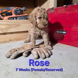 Juliet - Cream female Labradoodle puppy in Genoa City, Wisconsin from Sakura Pups