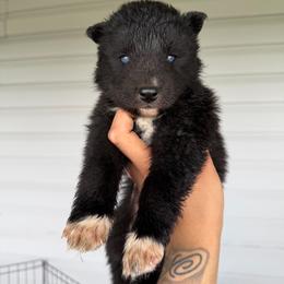 Girl 1 - Black and white female Siberian Husky puppy in Uhland, Texas from Siberian Huskies