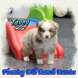 Tavey - Red merle male Toy Australian Shepherd puppy in Forestburg, Texas from Flaming Dill Ranch Aussies