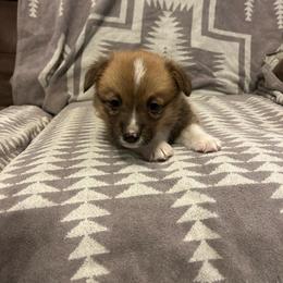 Skipper - Red male Pembroke Welsh Corgi puppy in Maupin, Oregon from Bailey Nannini