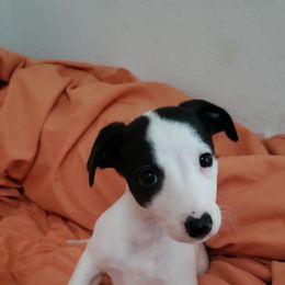 Whippet Puppies from Whippets of Astora