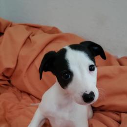 Whippet Puppies from Whippets of Astora