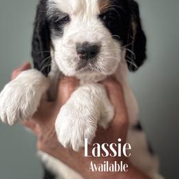 English Springer Spaniel Puppies from Butterfield Trail Farm