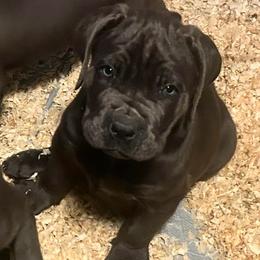 Boy 3 - Gray male Cane Corso puppy in New York from Ironside Cane Corso