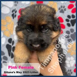 German Shepherd Puppies from Timpanogos Shepherds