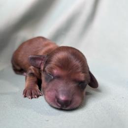Saffron - Wild  boar and tan female Dachshund puppy in Spring Creek, Nevada from Hobby Horse Mini Doxies