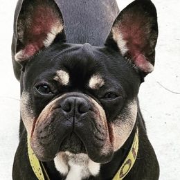 French Bulldogs from Koncrete Kennels