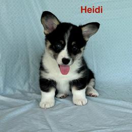 Heidi - Black and tan female Pembroke Welsh Corgi puppy in Creston, Iowa from GSF Pembroke Welsh Corgis