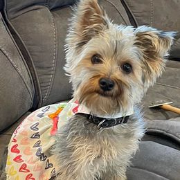 Yorkshire Terriers from McLaughlin’s Minis