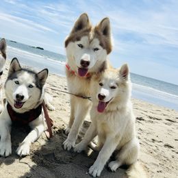 Siberian Husky Puppies from Young Orchard Siberians