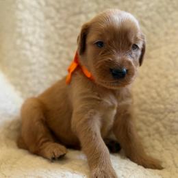 Pumpkin - Girl - Dark golden female Golden Retriever puppy in La Verne, California from 4LoveofGoldens