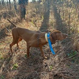 Vizslas from Wint Smith Vizslas