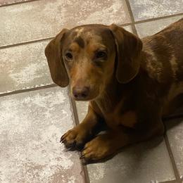 Tadpole - Dachshund