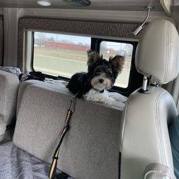 Biewer Terrier Puppies from Southern Star Biewers