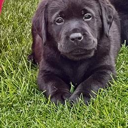 Light blue collar - Black male Labrador Retriever puppy in Desert Hot Springs, California from Outlaws Labradors