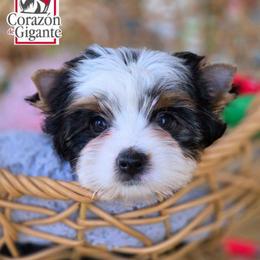 Natalie - Black tan and white female Biewer Terrier puppy in California from Corazon de gigante