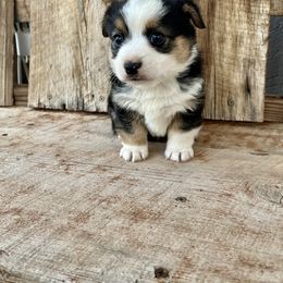 Pembroke Welsh Corgi and Toy Australian Shepherd Puppies from Double Bar H Corgis & Aussies