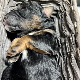 Goldendoodle and Poodle Puppies from SnickerDoodlePups
