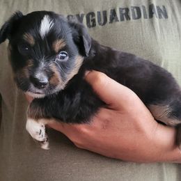 Miniature American Shepherd Puppies from Little Creek Minis and Standards