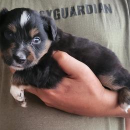 Miniature American Shepherd Puppies from Little Creek Minis and Standards