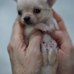 Mimi - Cream and white female Chihuahua puppy in Deerfield, Florida from Happy Petit Paws