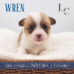 Wren - Red female Pembroke Welsh Corgi puppy in Pine Village, Indiana from NL Horsemanship
