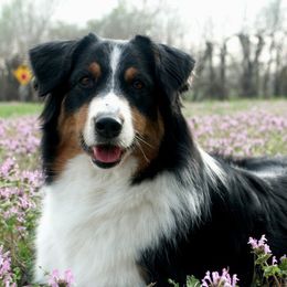 Australian Shepherds from Roanoak Australian Shepherds