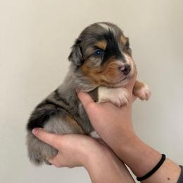 Finnegan - Blue merle male Australian Shepherd puppy in Weeki Wachee, Florida from Ace of Spades Australian Shepherds