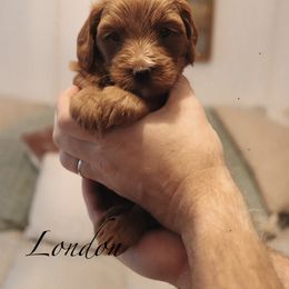 London - Red  female Goldendoodle puppy in Acworth, Georgia from Cedarcrest Goldendoodles