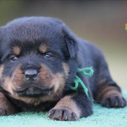 Tundra - Black and mahogany female Rottweiler puppy in Uniontown, Alabama from CedarBluff Rottweilers
