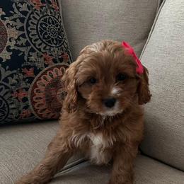 Jackie - Red female Cavapoo puppy in Mint Hill, North Carolina from DoodleForever