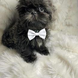 Denim - Blue male Shih Tzu puppy in Riverside, California from Be Dazzled Shihtzu