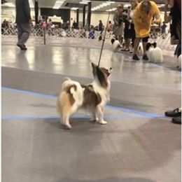 Papillon All Grown Up from Noble's Papillons