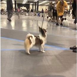 Papillon All Grown Up from Noble's Papillons