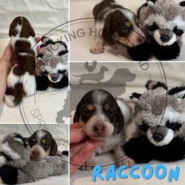 Raccoon - Piebald male Dachshund puppy in Fond Du Lac, Wisconsin from Clucking Homestead Springers & Dachshunds