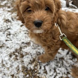 Cavapoo Puppies from Poppy Garden Doodles