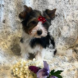 Mattie - Black tan and white female Biewer Terrier puppy in Chester, South Carolina from Classic Biewers