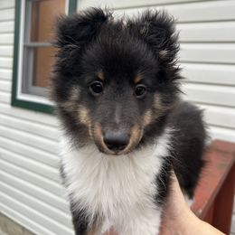 Pistol - Black white and tan male Shetland Sheepdog puppy in Addison, New York from Brandy's Shetland Sheepdogs