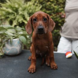 Rhodesian Ridgeback Puppies from African Legends Rhodesian Ridgebacks