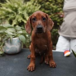 Rhodesian Ridgeback Puppies from African Legends Rhodesian Ridgebacks