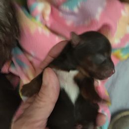 Yorkshire Terrier Puppies from Toy Town Yorkies