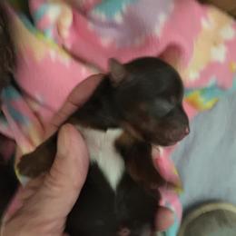 Yorkshire Terrier Puppies from Toy Town Yorkies