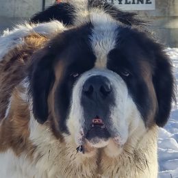 Willow - Saint Bernard