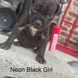 Neon - Black female Cane Corso puppy in Laplace, Louisiana from BFM Cane Corso’s