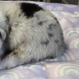 Lad - Blue merle male Australian Shepherd puppy in Divide, Colorado from Outlaw Farm and Kennel